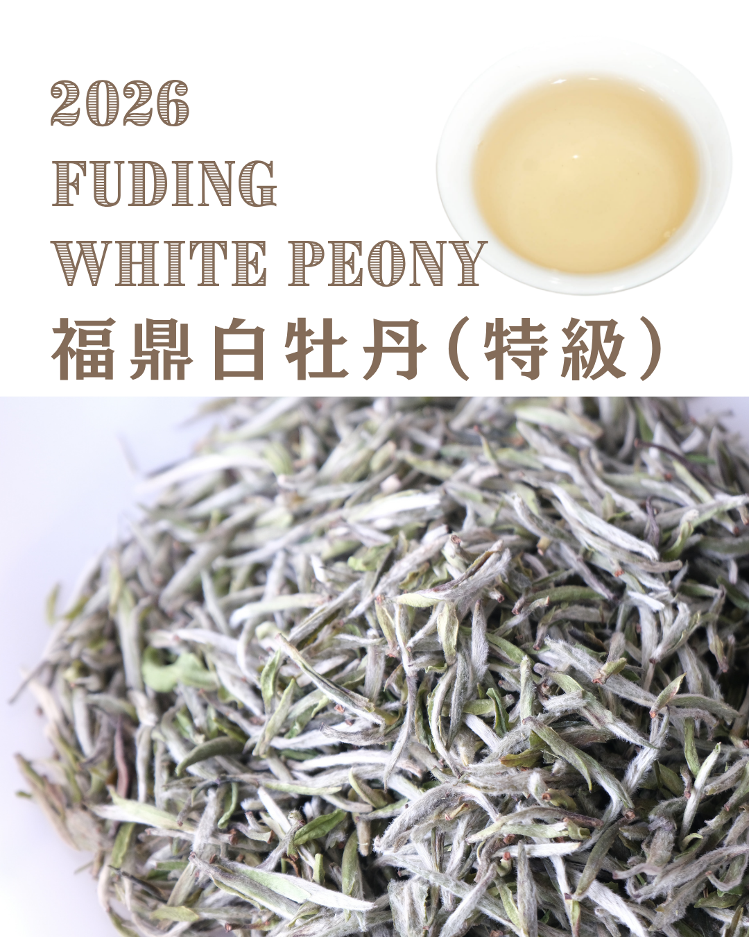 2026 Fuding King of White Peony 福鼎牡丹王